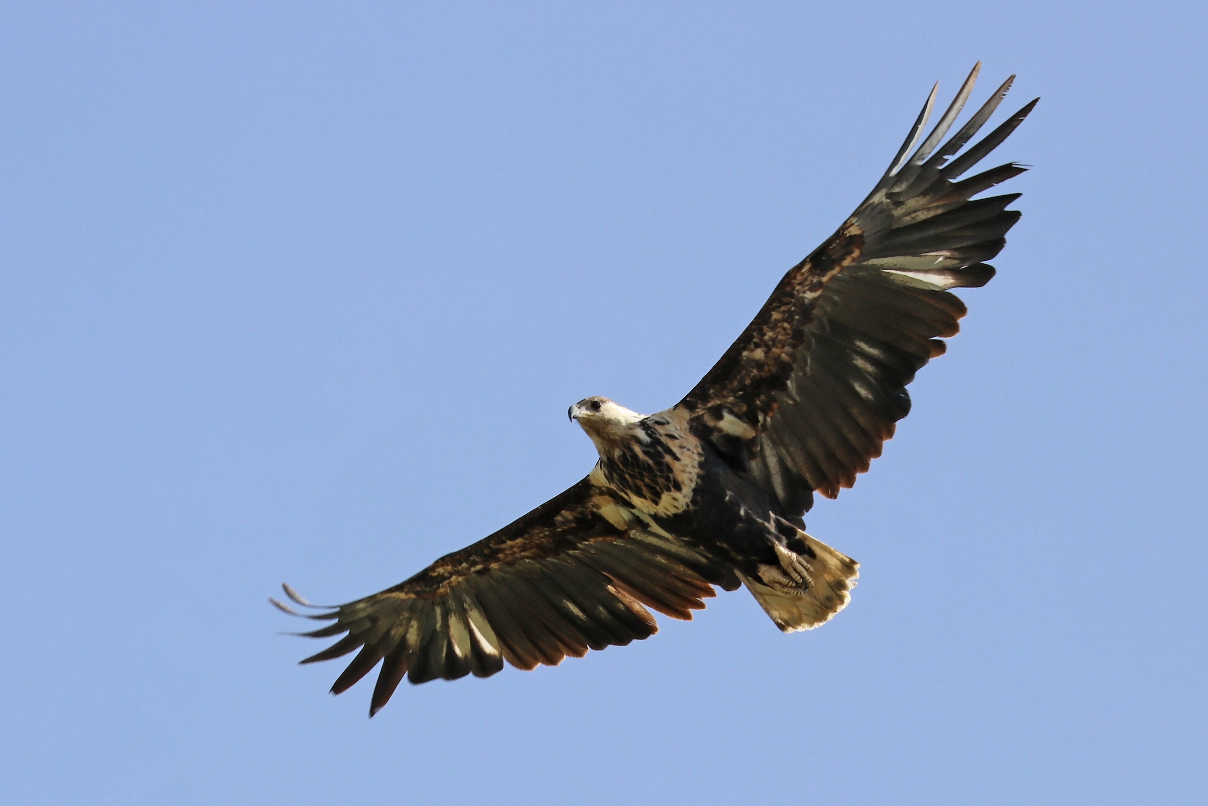 African Fish Eagle — Zambia's national bird