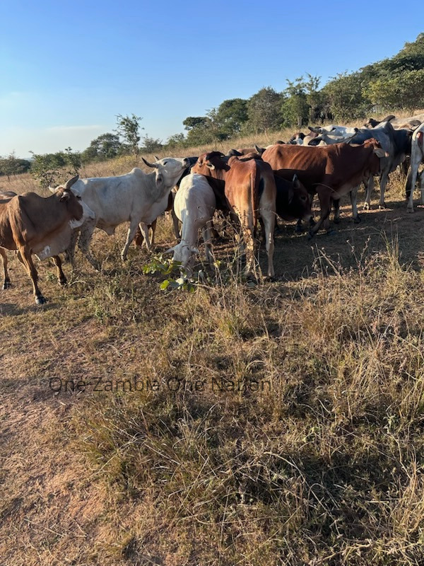 Cattle herds grazing on Zambian savanna, representing the nation's agricultural heritage