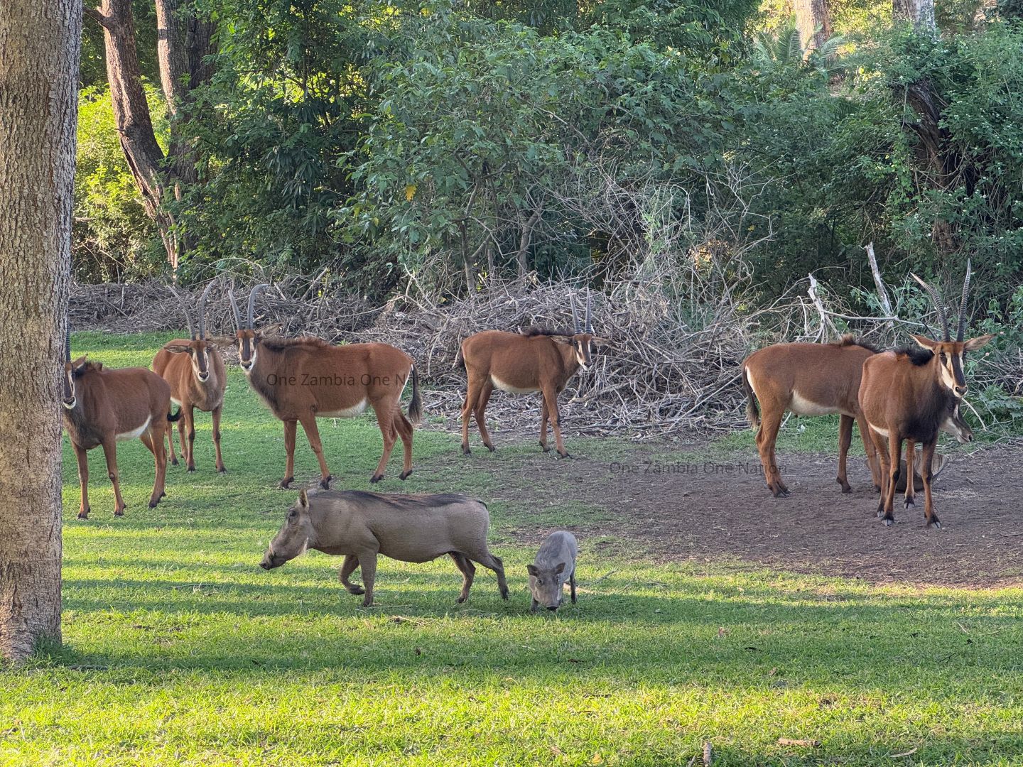 Antelopes and warthogs sharing a grassy clearing in Zambian wildlife reserves