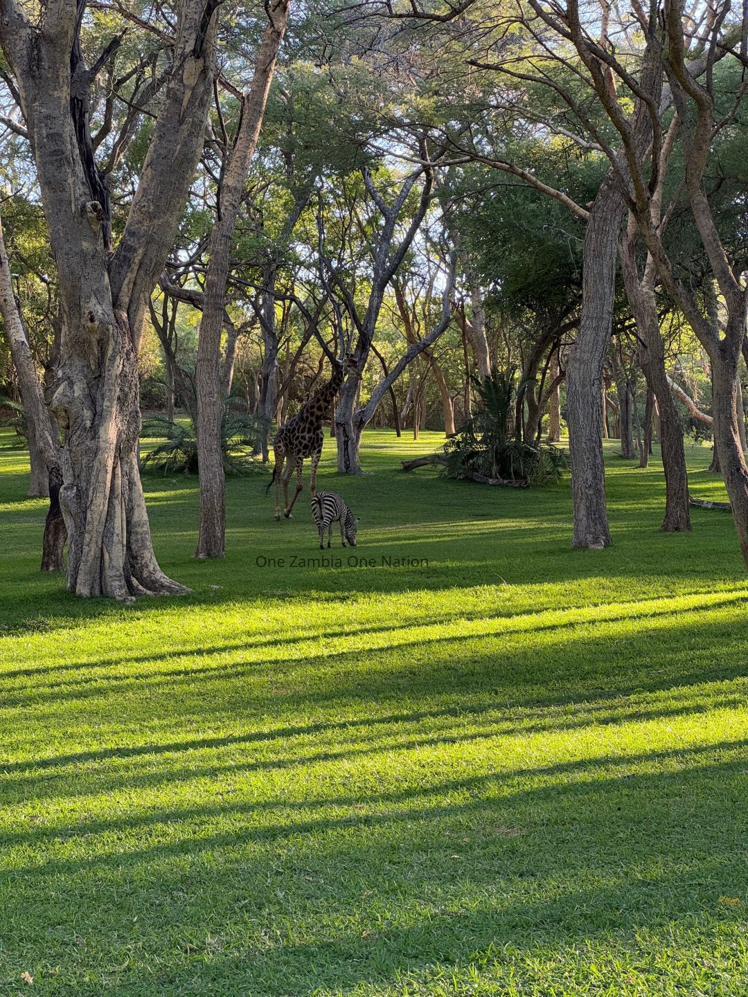 Giraffe and zebra grazing in a sunlit woodland, representing Zambia's rich biodiversity