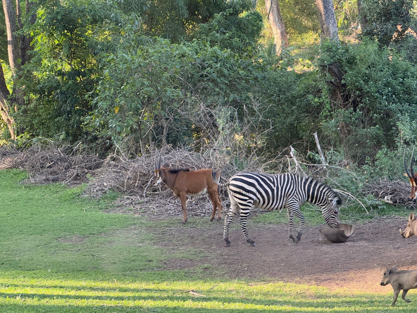 Zebra drinking at a water trough alongside antelopes